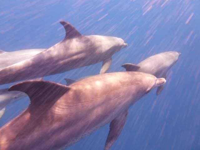 Delfine schwimmen in Formation