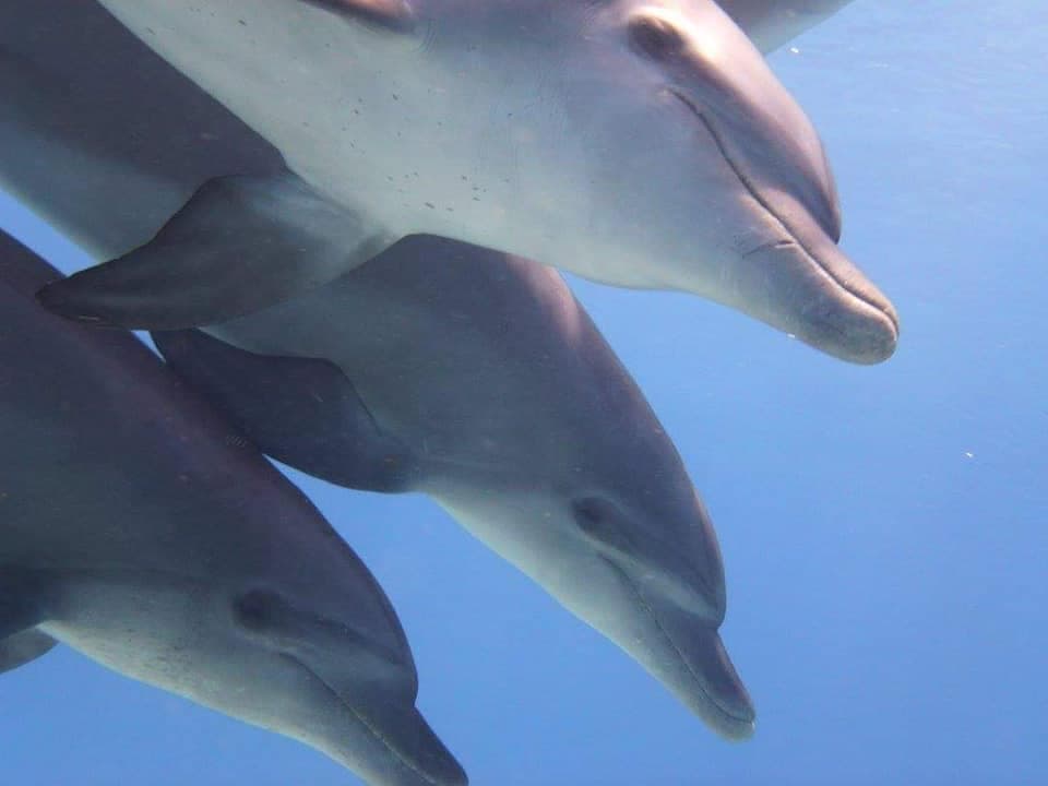 Delfinfamilie unter Wasser